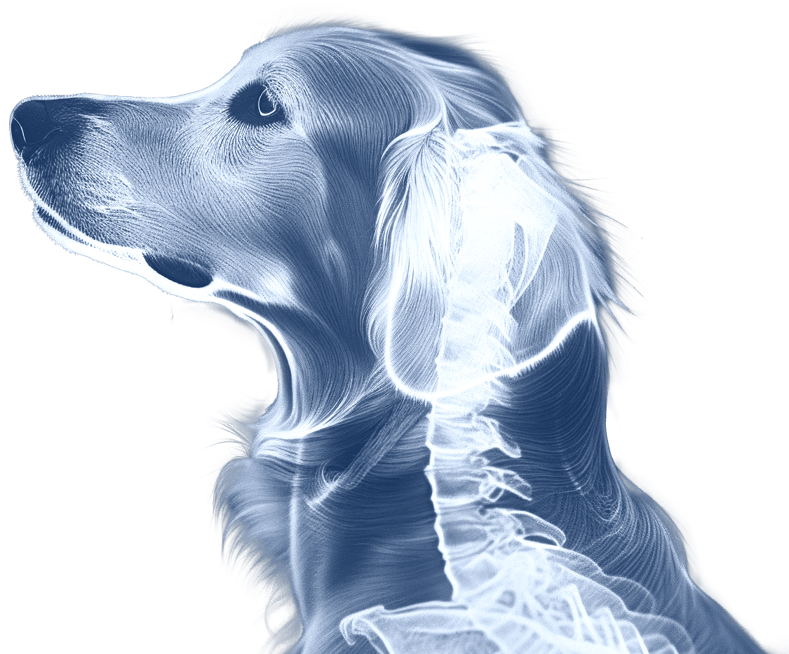 Happy dog looking forward