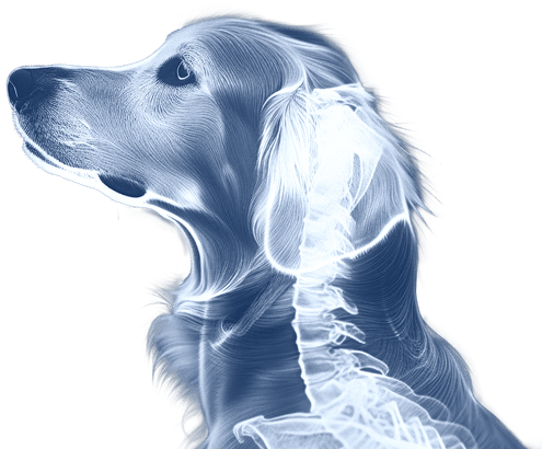 Happy dog looking forward